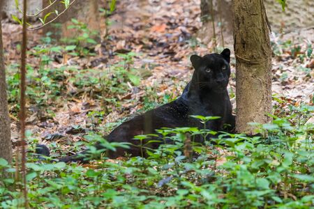 A black panther is the melanistic color variant of any big cat species. Black panthers in Asia and...