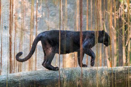 A black panther is the melanistic color variant of any big cat species. Black panthers in Asia and...