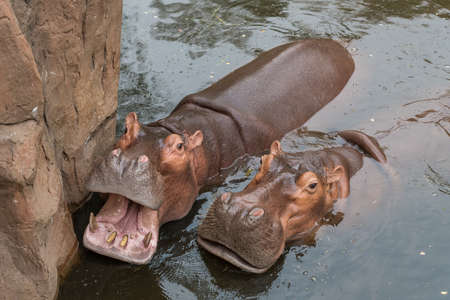 Hippopotamuses love water, which is why the Greeks named them the â€œriver horse.â€ They...
