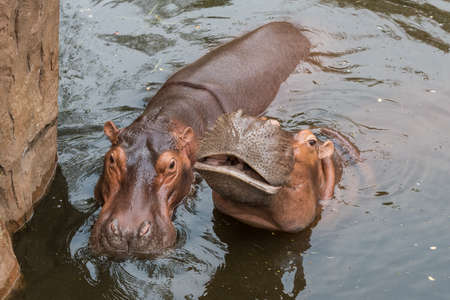 Hippopotamuses love water, which is why the Greeks named them the â€œriver horse.â€ They...