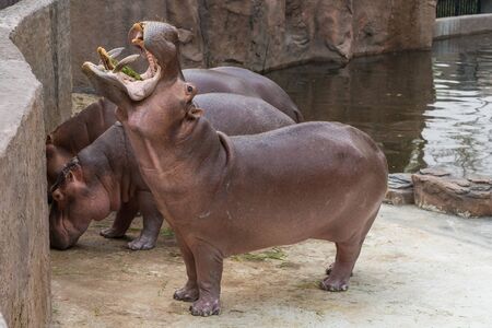 Hippopotamus widely open the mouth begging for food from the zoo visitors.