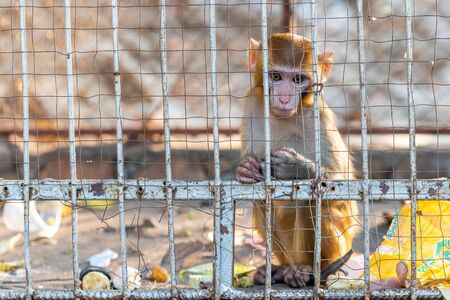 A little lonely rhesus macaque monkey under captivity in a  poor environment.