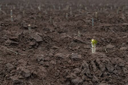 One of the cut stems of tapioca is now planted in the fertilized plantation.の写真素材