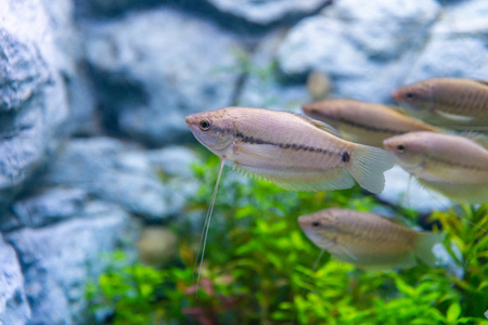 A group of snakeskin gourami fish in a private aquariumの写真素材