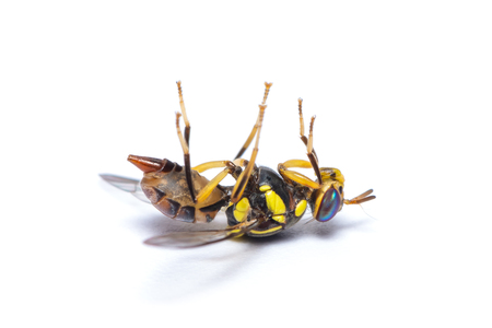 Bactrocera dorsalis fruit fly isolated on white backgroundの写真素材