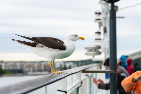 The great black-backed gull is the largest member of the gull family. It breeds on the European and...