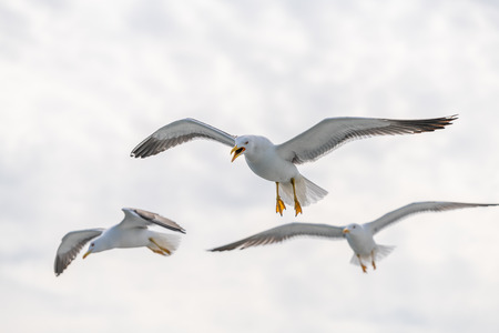 The great black-backed gull is the largest member of the gull family. It breeds on the European and North American coasts and islands of the North Atlanticの写真素材