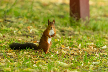 A red squirrel with black tail look at the camera in the parkの写真素材
