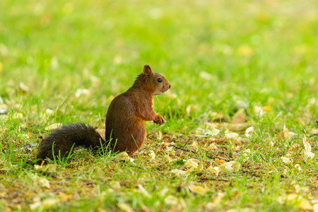 A red squirrel with black tail hold a plant seed in the parkの写真素材