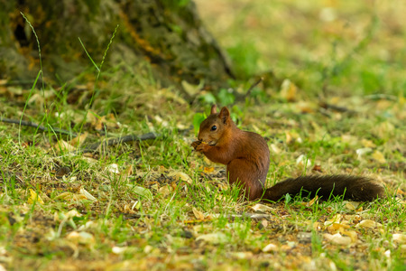 A red squirrel with black tail feed on plant seed in the park