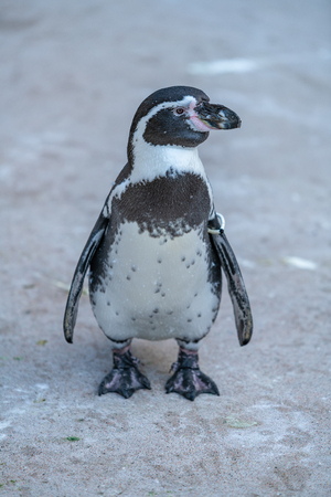 The GalÃ¡pagos penguin (Spheniscus mendiculus) is a penguin endemic to the GalÃ¡pagos Islands. It is the only penguin that lives north of the equator in the wild.の写真素材