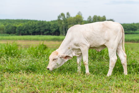 A young white brahman calf eating grass in the fieldの写真素材