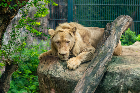 A male white lion is lying on the big rock in the zooの写真素材