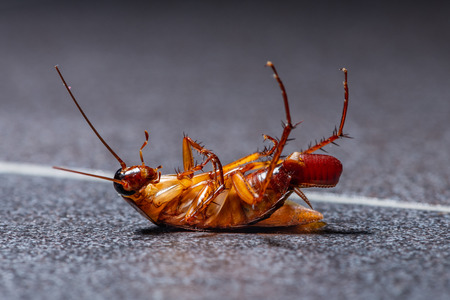 A dying cockroach with her egg at the end of her abdomen