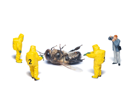 The scientists approach the dead bee to investigate the cause with the photographer stand on the sideの写真素材
