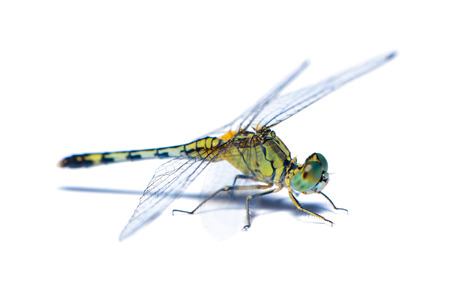 A female blue ground skimmer or Diplacodes trivialis dragonfly isolated on white backgroundの写真素材