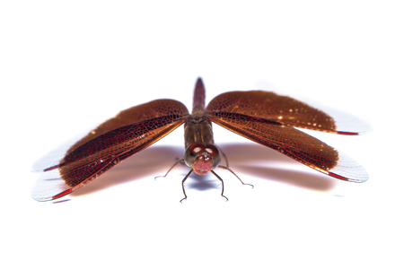 The female neurothemis ramburii dragonfly isolated on white backgroundの写真素材