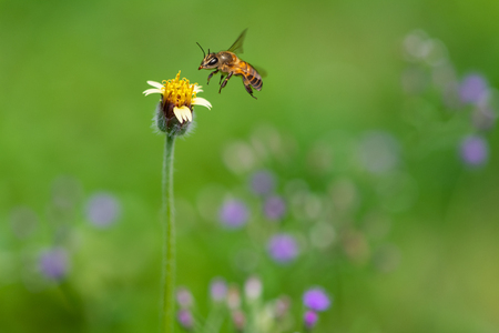 A bee inflight is approaching a Tridax Procumbens flower to collect the nectarの写真素材