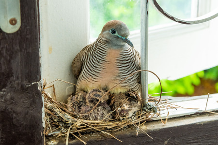 Thai zebra dove broods her chicks in her nest on a window frameの写真素材