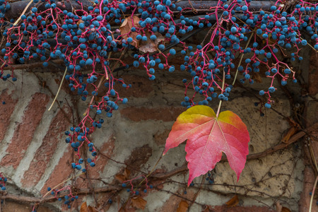 Boston ivy, also called Japanese ivy clinging woody vine of the grape family but its berries are poisonous.の写真素材