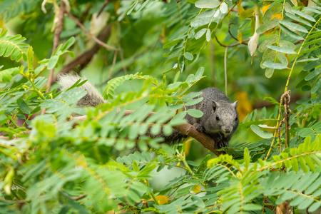 Thai common squirrel on a Vegetable hummingbird tree looking for foodの写真素材