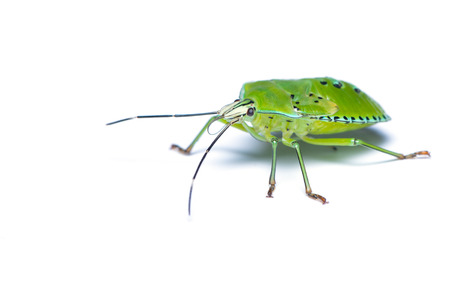 Green stink bug isolated on white backgroundの写真素材