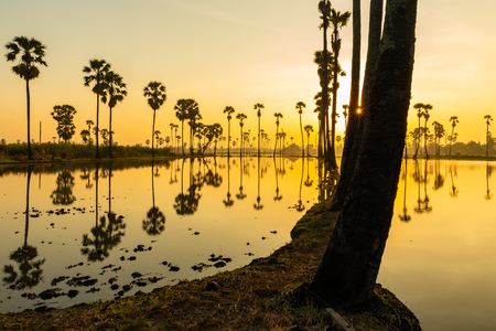 Silhouette of palmyra palm or toddy palm trees and their reflections in the field during an early beautiful dawn with golden sky and sun beamの写真素材