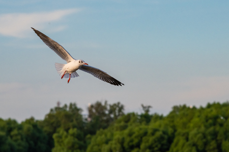 A seagull in flight with the background of blue sky and trees at Bang Pu recreational center, Thailandの写真素材
