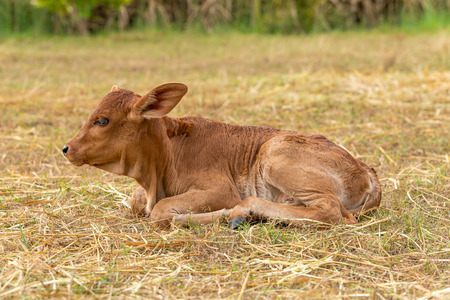 A very young male calf sitting on the grassの写真素材