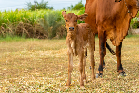 A very young male calf with a female cow isolated in the fieldの写真素材
