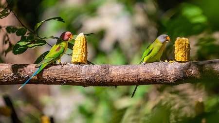Blossom-headed Parakeet both male and female feeding on corn on a feeding perch in a zooの写真素材