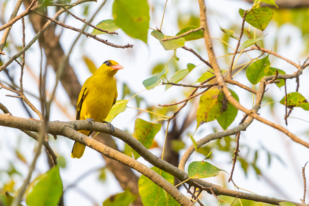 Bright yellow Black-naped Oriole perching on Bo tree perchの写真素材