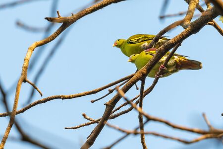Both male and female Thick-billed Green Pigeon perching on Bo treeの写真素材