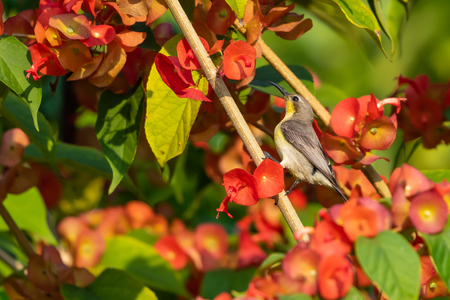 Female Purple Sunbird perching isolated on Orange Chinese Hat Plantの写真素材