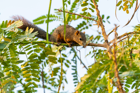 Thai common squirrel perching Vegetable hummingbird treeの写真素材