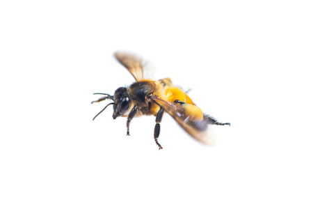 A close up of flying bee isolated on white backgroundの写真素材