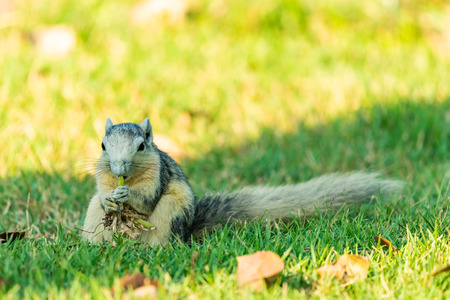 Cute Thai common squirrel enjoy gnawing a grass with root