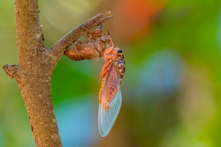 Cicada sloughing off  its gold shell with colorful blurred backgroundの写真素材