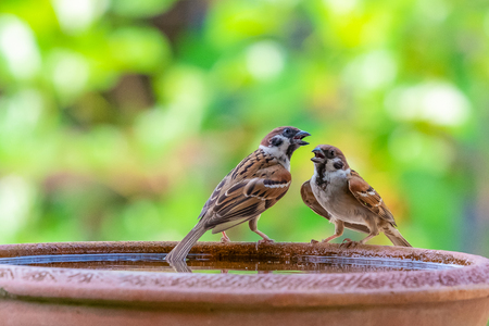 A pair of sparrows perching on a bowl of water with blurry green background of treesの写真素材