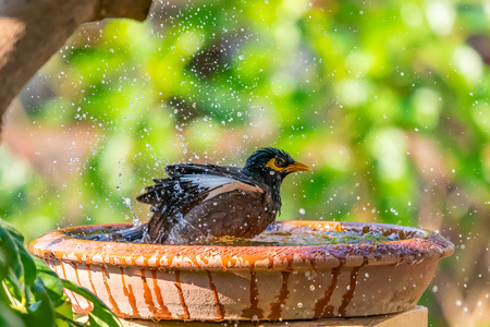 A Common myna bathing in a bowl of water with water splashing outの写真素材