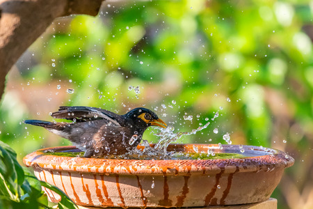 A Common myna bathing in a bowl of water with water splashing outの写真素材