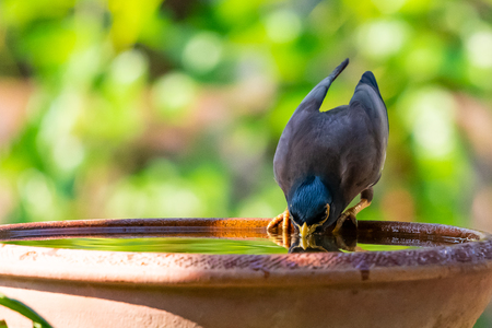 A Common myna drinking from on a bowl of water with blurry green background of treesの写真素材