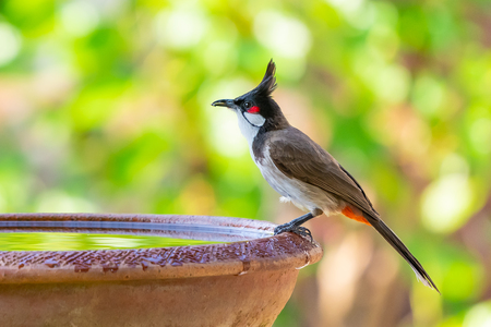 A Red-whiskered bulbul perching on a bowl of water with blurry green background of treesの写真素材