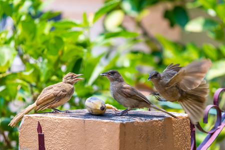 Three Streak-eared Bulbul feeding on banana