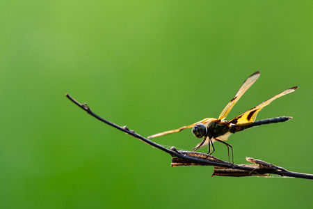 Rhyothemis variegata dragonfly perching on a dry perchの写真素材