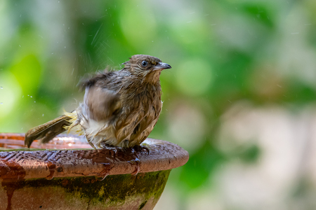 Streak-eared Bulbul taking a bath isolated on blur green bush backgroundの写真素材
