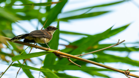 Malaysian Pied Fantail perching on bamboo perch with blur green leaves backgroundの写真素材