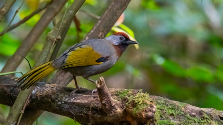 Silver-eared Laughingthrush perching on a perch in a jungleの写真素材