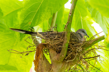Female Spotted Dove incubating eggs on her nest under the shade of Lettuce treeの写真素材