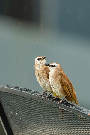 A pair of Yellow-vented bulbul perching on an edge of satellite dish while drizzlingの写真素材